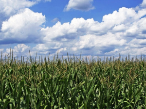 A Transatlantic Trade and Investment Partnership Agreement: Implications for Swiss Agriculture