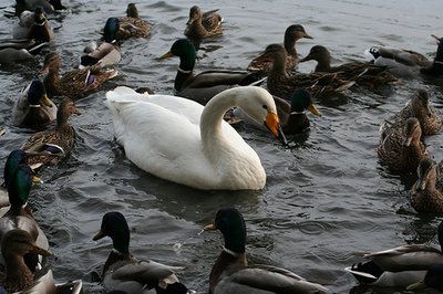 From an Ugly Duckling to a Beautiful Swan?